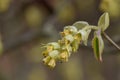 Spike winter hazel Corylopsis spicata, pale yellow flower